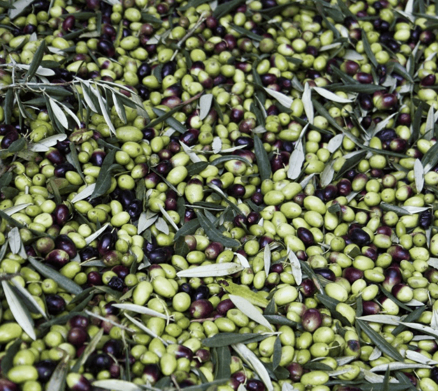 Italian extra virgin olive oil in a golden bottle "Muraglia INTENSE FRUITY" 500 ml (intensely fruity)